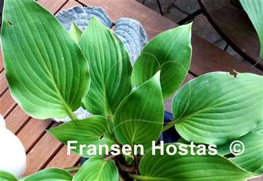 Hosta Green Deal